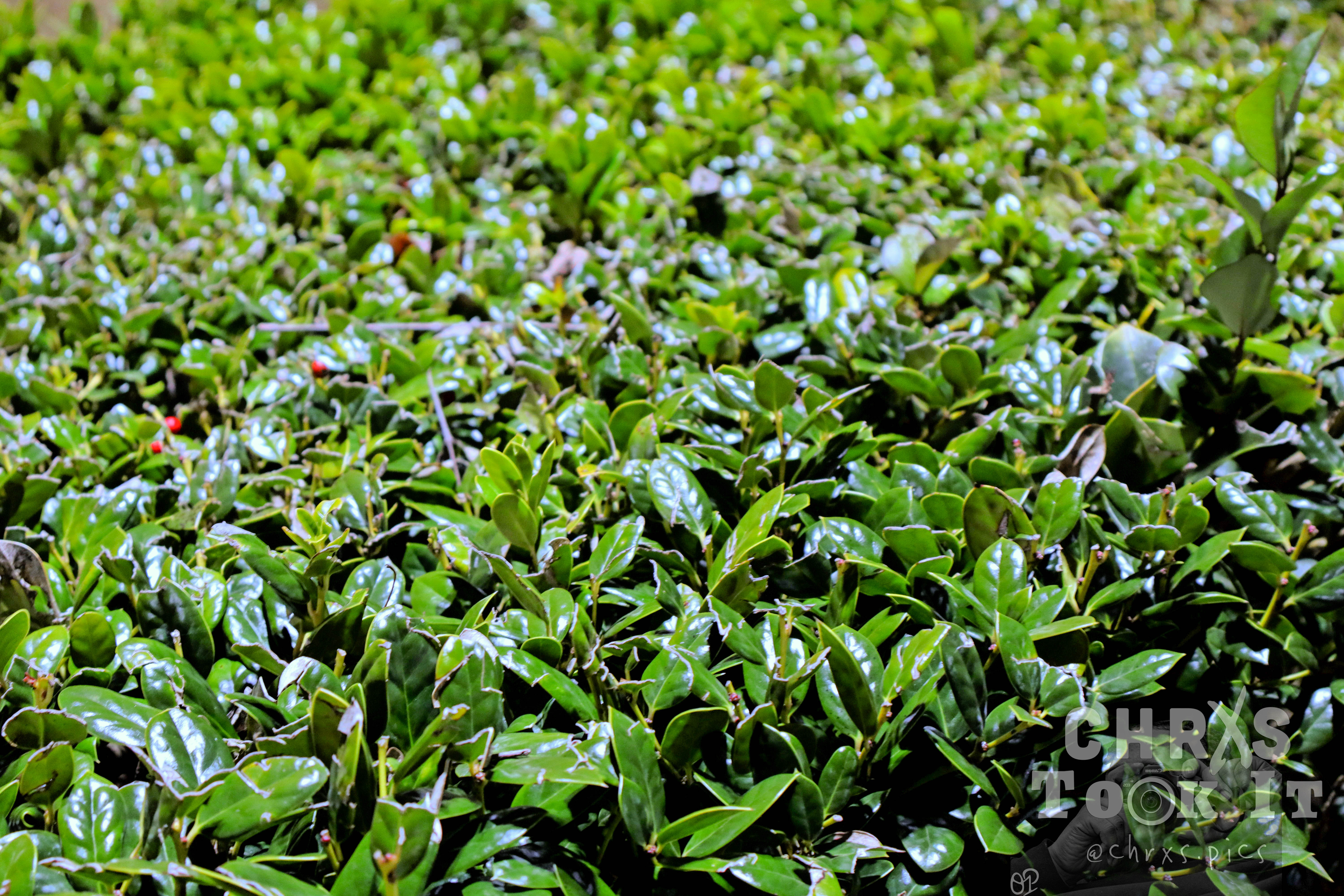 Lush green foliage photographed at night with ambient light, Spartanburg, South Carolina